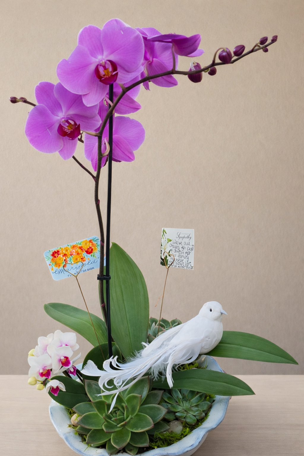 Orchid and Succulent Sympathy Dish Garden